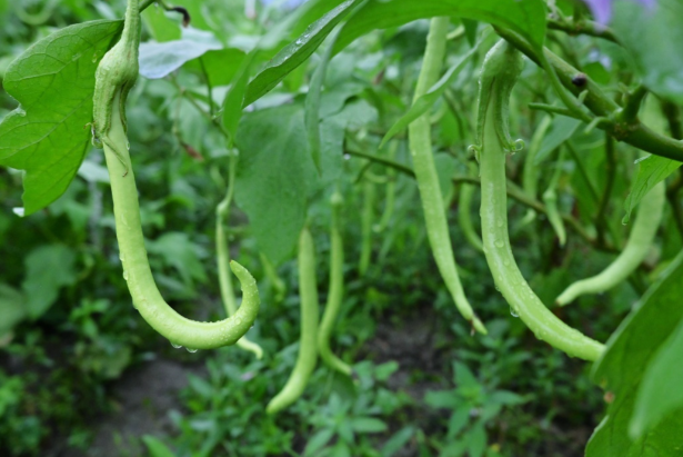 哪种红树植物有“水笔仔”的俗称？