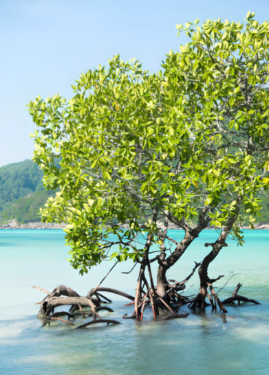 红树植物和海草，哪种植物有“胎生”现象？