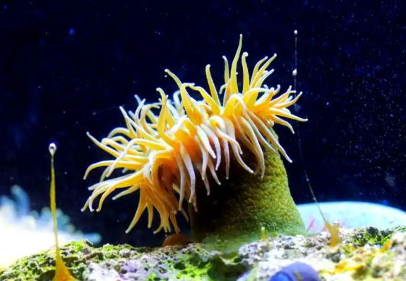 有“海中之花”之称的是珊瑚还是海葵？