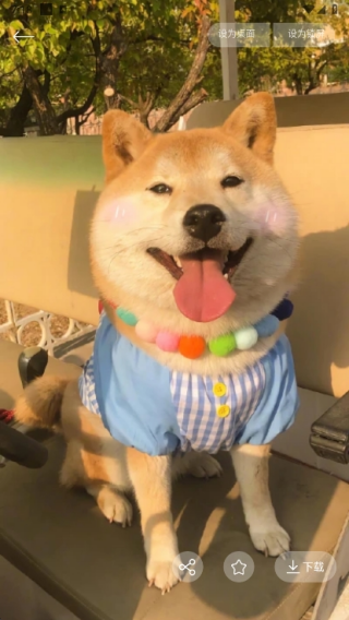 泡泡壁纸下载app安卓版