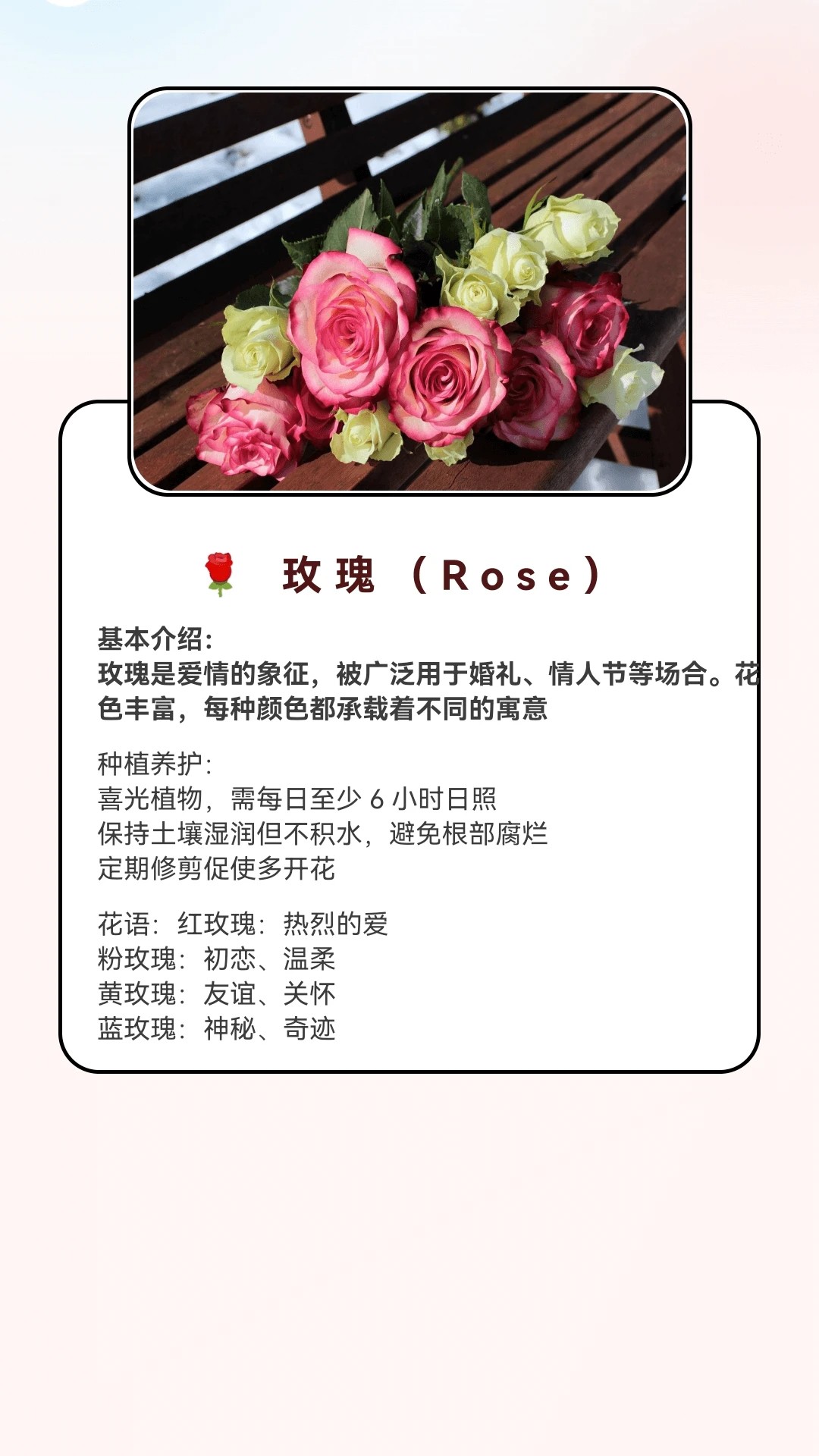 月光短剧 红包版