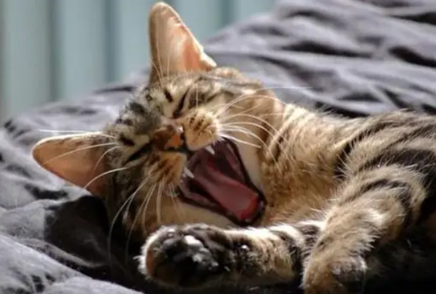 打哈欠会让人更清醒吗？