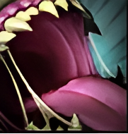 云顶之弈s16塔姆英雄图鉴介绍