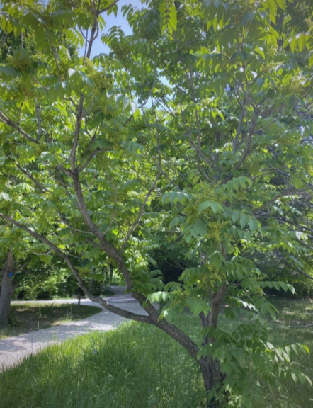 古代制造漆器所采用的漆来自哪里？