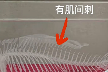 中国人终于对鱼刺下手了 中科院培育出“无刺”鲫鱼