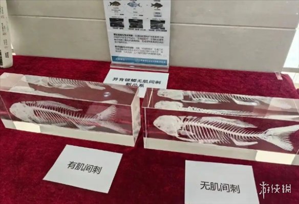 中国人终于对鱼刺下手了 中科院培育出“无刺”鲫鱼(图2)