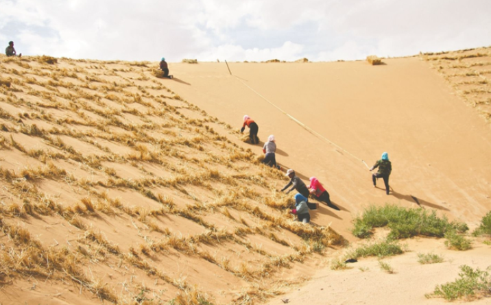 在沙漠中负责植树固沙的职业是？