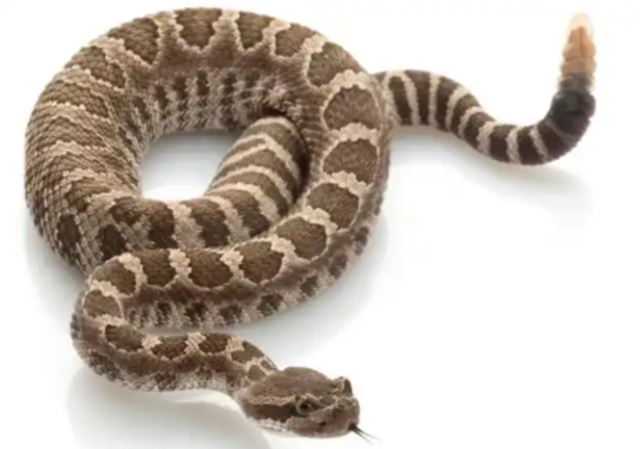 响尾蛇刚出生时，尾巴就能发出响声吗？