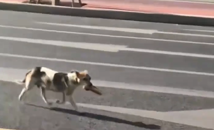 感人至深！瘦弱狗妈妈叼油条穿越五公里只为喂给幼崽(图3)