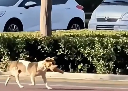 感人至深！瘦弱狗妈妈叼油条穿越五公里只为喂给幼崽(图1)