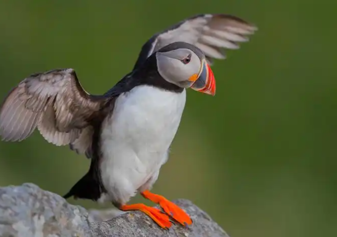 海雀的游泳方式是？