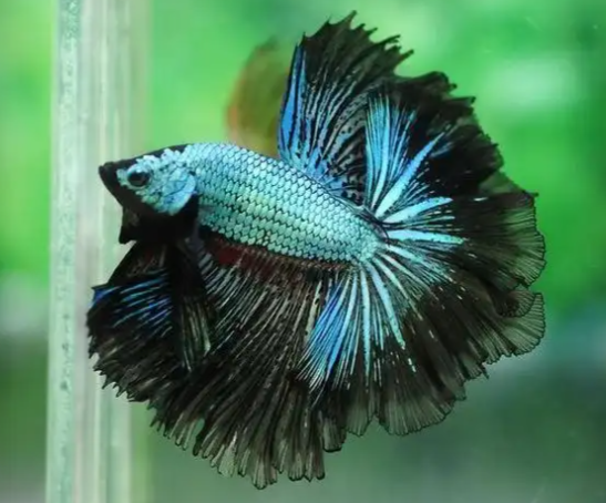 暹罗斗鱼的呼吸器官是迷鳃还是肺?