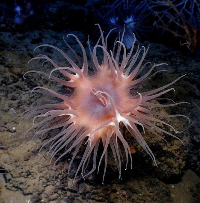 海葵是植物还是动物？