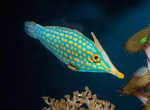 哪种鱼以尖嘴而闻名？