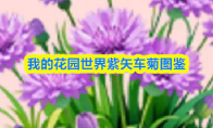 我的花园世界紫矢车菊图鉴