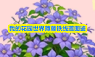 我的花园世界薄藤铁线莲图鉴