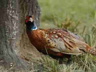 红果短剧为什么显示活动繁忙 红果短剧显示活动繁忙原因