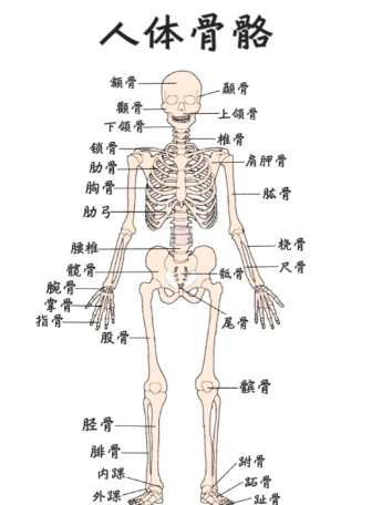 人体中的哪块骨头与其他骨头不相连？