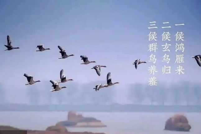 白露节气的物候特征是什么？