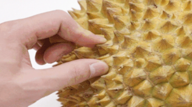 榴莲相邻的两个刺能轻松地捏在一起，说明什么？