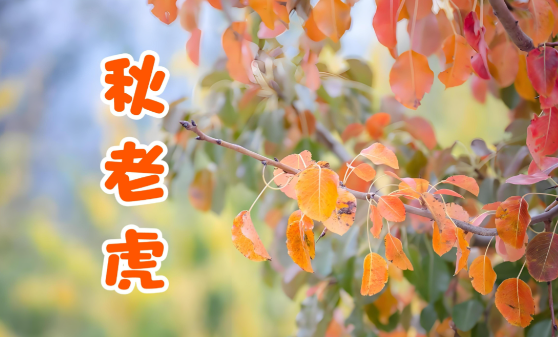 应对“秋老虎”，哪种做法是正确的？