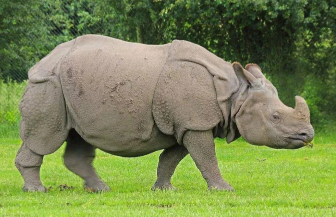 犀牛感官中，最为灵敏的是？