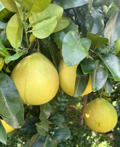 哪种水果被称为“天然的水果罐头”，适宜秋冬季节食用？