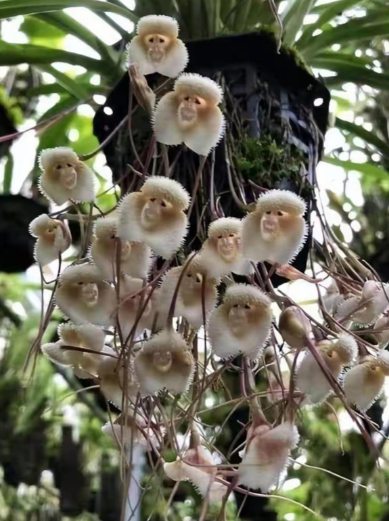 猴面小龙兰的特征的是什么？