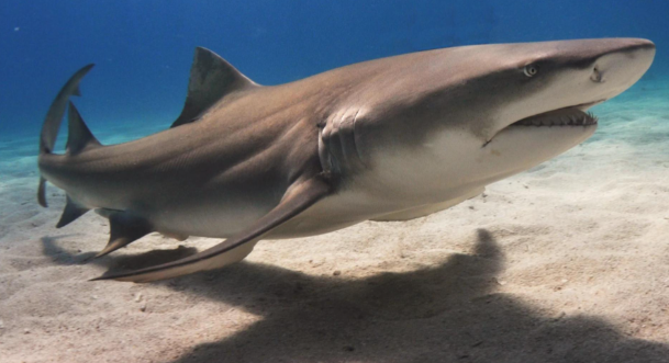 体表看似光滑的鲨鱼也有鳞片吗？