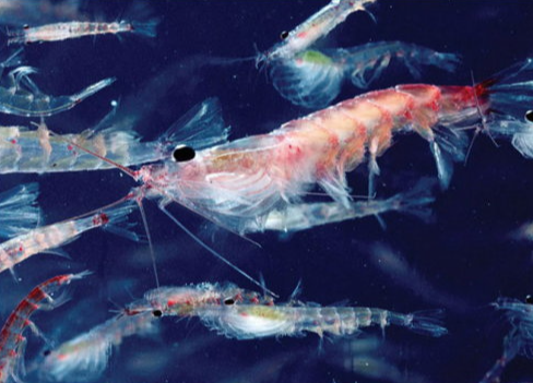 南极生态系统的关键物种是什么？