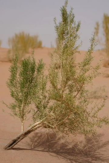 梭梭树被称之为什么？