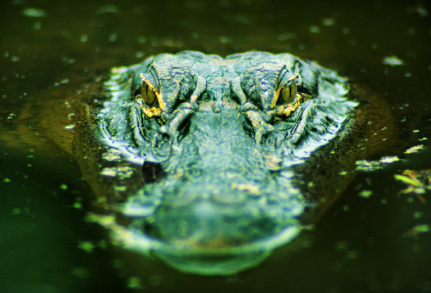 鳄鱼的眼泪是什么造成的？