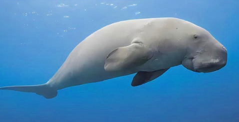 人们常说的美人鱼实际上是指哪种海洋生物？